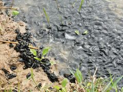 -金谷域澳洲庄园