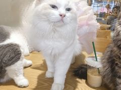 -藏猫猫咖啡主题馆(中央大道店)