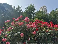 -温江公园