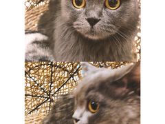 -飞行喵MR PILOT|猫舍·猫咖(静安大融城店)