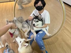 -Husky Go! 哈士奇体验馆·宠物咖啡厅狗咖