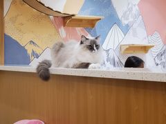 -滚猫咖啡·猫咖·猫友好撸猫(未来城店)