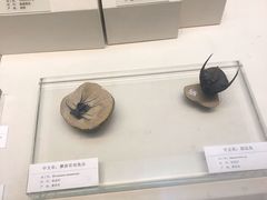 -天津自然博物馆