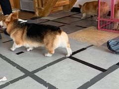 -汪说·狗咖(旺城大厦店)