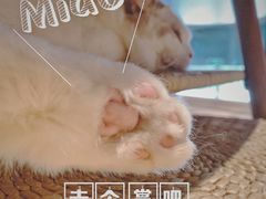 -瞄一喵猫咖(格力海岸店)