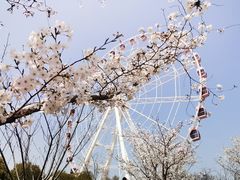 -顾村公园