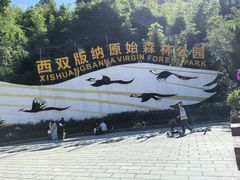 -西双版纳原始森林公园
