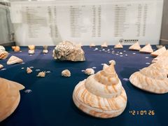 -青岛贝壳博物馆