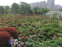 -曹州牡丹园