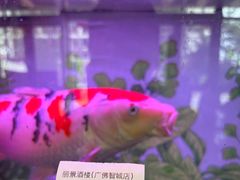 -丽景酒楼·佛山老字号(广佛智城店)
