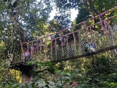 -西双版纳原始森林公园