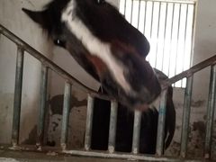 -月河湾马术俱乐部(朝阳店)