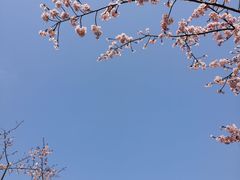 -顾村公园3号门停车场