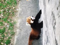 -合肥野生动物园