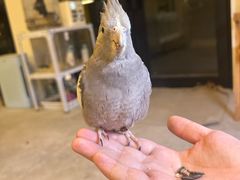 -吉丁鸟咖·异宠·寄养