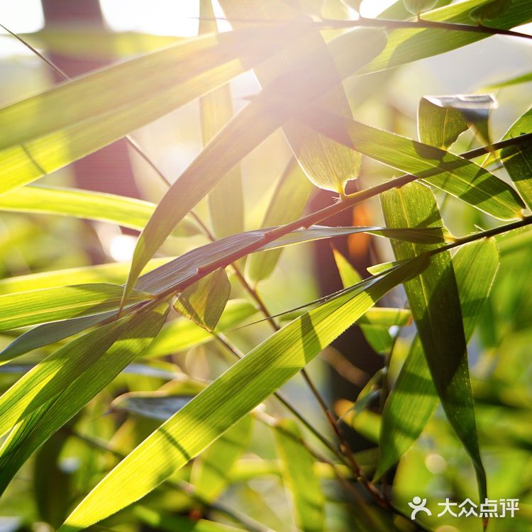 光影斑驳间的世界🎋🌼🍃🍂🌄