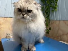 -猫宠乐园·专业洗护