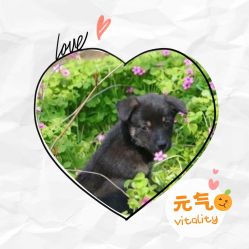 -麦粒鸟亲子游