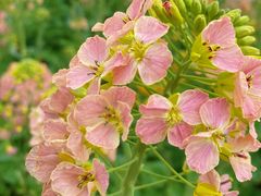 -中国天府农业博览园