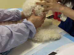 -美联众合动物医院·24h转诊中心