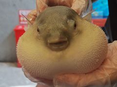 -肆月河豚·新淮扬(金融街店)