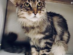 -创凡宠物医院·骨专科  猫科中心(西乡分院)