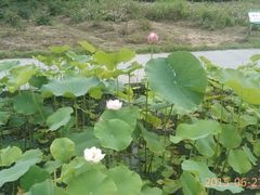 -白塘生态植物园