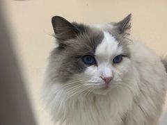 -猫在这儿猫咪咖啡馆·撸猫馆