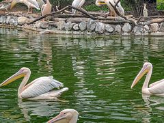 -云南野生动物园