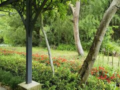 -东平国家森林公园