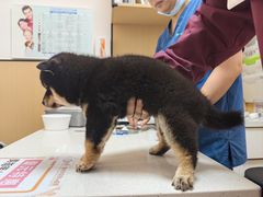 -瑞派康怡24h宠物医院·犬猫医疗中心·微创绝育(瑞景分院)