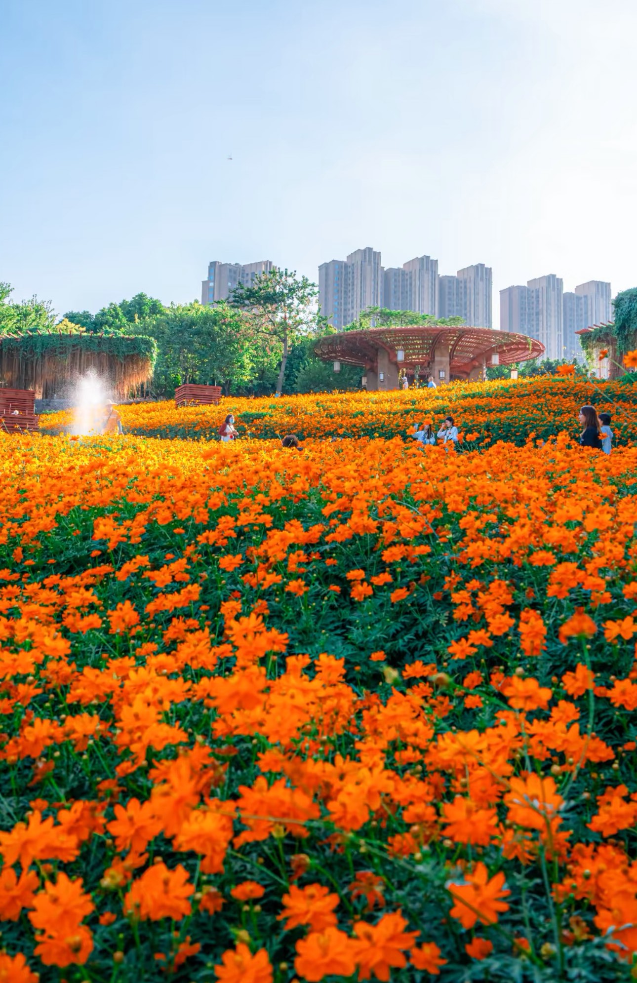 佛山这片花海已盛开