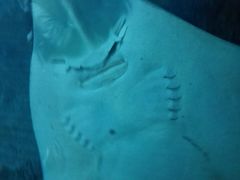 -迪拜水族馆及水下动物园