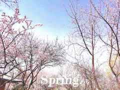 -桃花堤公园
