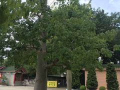 -广东圆玄道观
