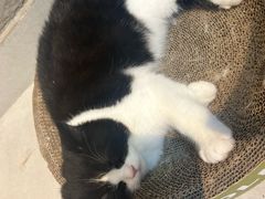 -Heymao猫咖.咖啡厅(东门店)