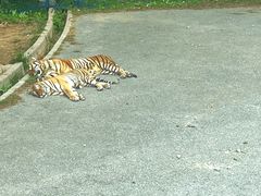 -大连森林动物园