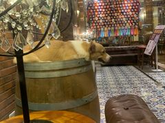 -more than meow吴止猫主题餐厅(承德 中船汇店)