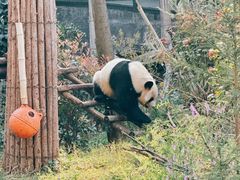 -云南野生动物园