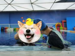 -IBOBI亲子游泳俱乐部(华侨城中心)