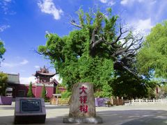 -大槐树寻根祭祖园