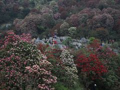 -贵州百里杜鹃风景名胜区