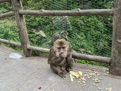 -峨眉山风景名胜区