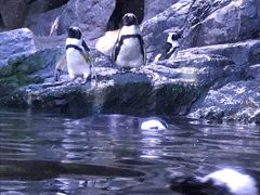 -暹罗海洋世界
