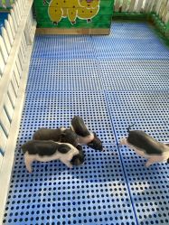 -萌宠亲子动物乐园(槐房万达店)