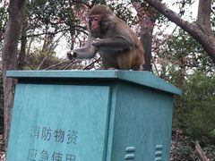 -苏州上方山国家森林公园