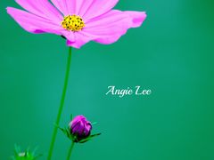 -桤木河湿地公园