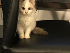 -Bastet sally猫舍购宠(静安店)