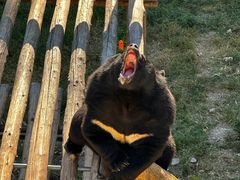 -大连森林动物园