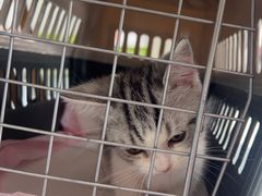 -艾吉宠物医院·疑难杂症转诊中心·猫友好(碧江路院)